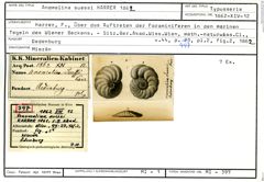 Karteikarte zum Syntyp von Anomalina suessi Karrer, 1862